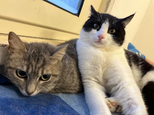 Sissy & Misty, mamma e cucciola adottiva Foto 3